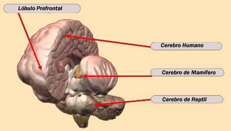 Cerebro límbico o mamífero