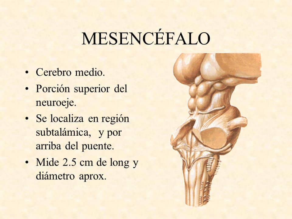 Mesencéfalo