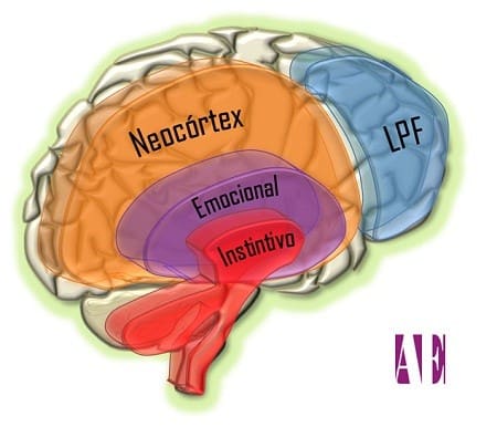 Neocórtex