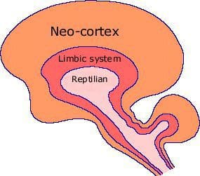 Cerebro por capas
