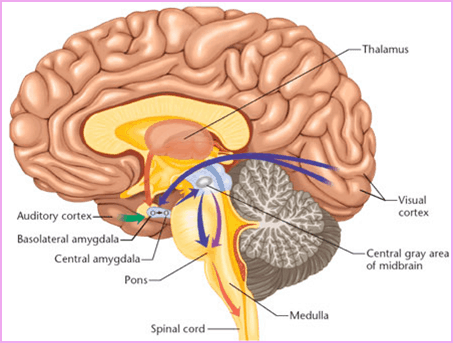 Cerebro y el tálamo