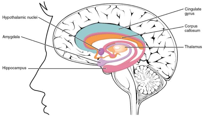 Capas del cerebro humano